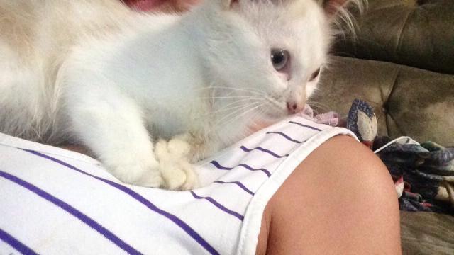 Gatinha para adoção dócil