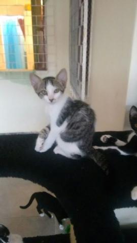 Gatinhas para Adoção