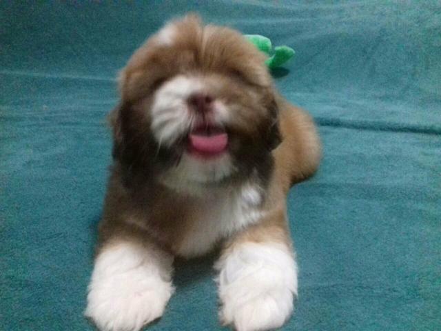 Linda fêmea shih tzu chocolate C/branco!