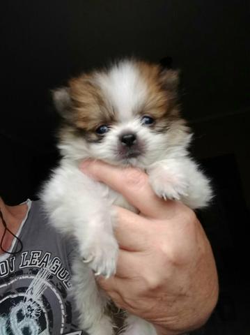 Vende se Spitz alemão migroco whast 17 