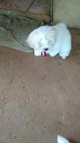 Vendo lhasa apso