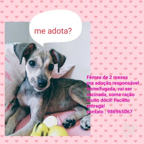 Adoção responsável