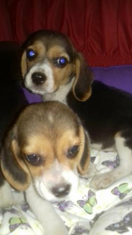 Beagle macho e fêmea