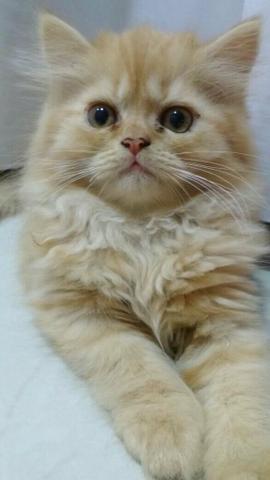 Gatinho persa muito fofinho