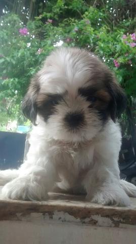 Machinhos de shih-tzu