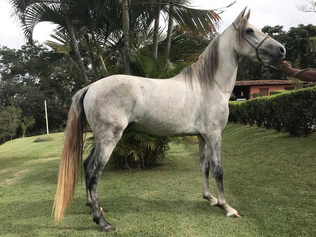 Manga larga marchador