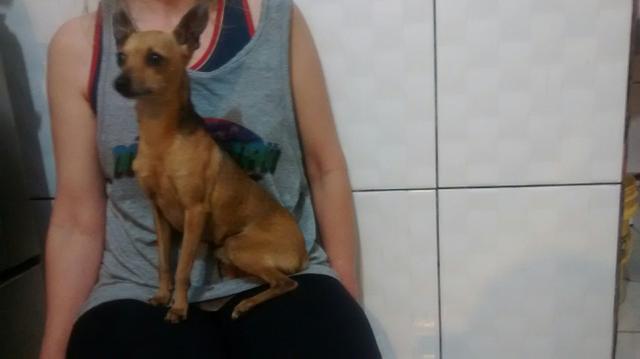 Pinscher macho número 1 não é castrado