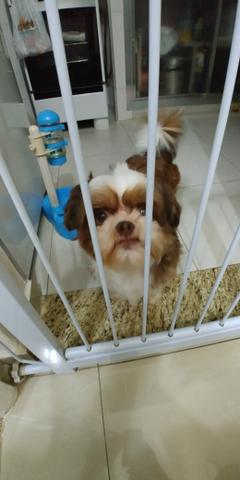 Shih tzu para Adoção