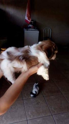 Shitzu Fêmea a Pronta Entrega