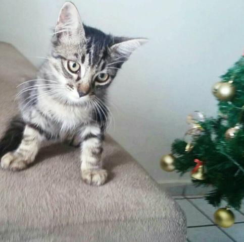 Tigrao está pra adoção