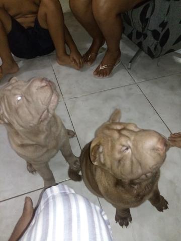 Um casal de Sharpei