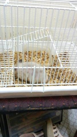 Vende se rasmest macho com gaiola e tudo com urgência