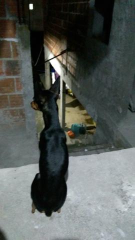 Vendendo Pinscher