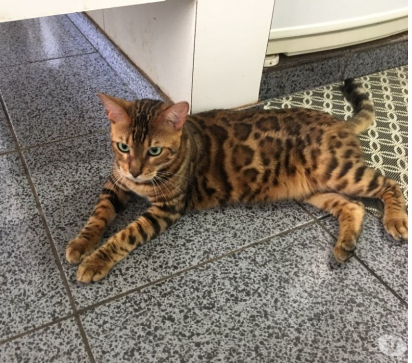 Vendo Gato Bengal Castrado com Pedigree