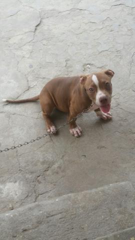 Américan Pitbull Terrier