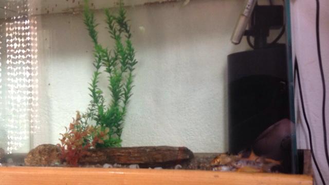 Aqua completo 100L no preçinho