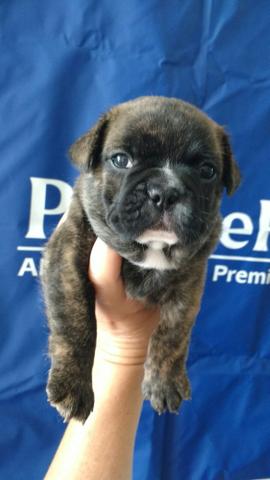 Buldogue francês machinho