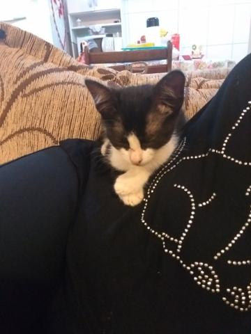 Doa-se uma gatinha muito dócil