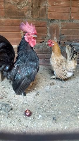 Galinhas ornamentais