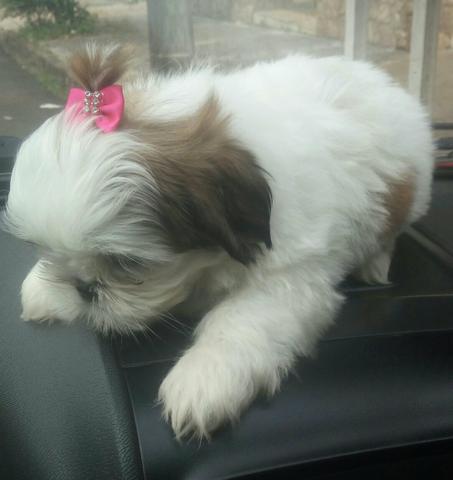 Shihtzu mini fêmea 60 dias ja vacinada
