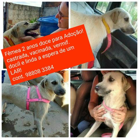 Uma chance, linda,dócil.