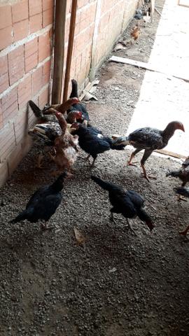 Vendo 50 galinhas frangos é pintos 900