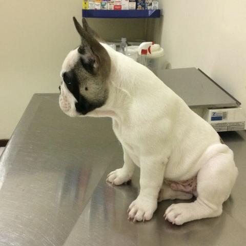 Bulldog Francês (macho) para Cruzar