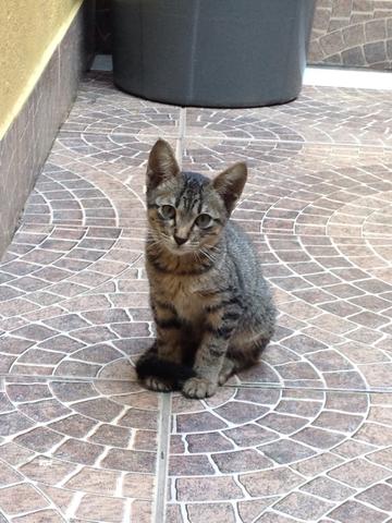 Doação com CASTRAÇÃO GARANTIDA