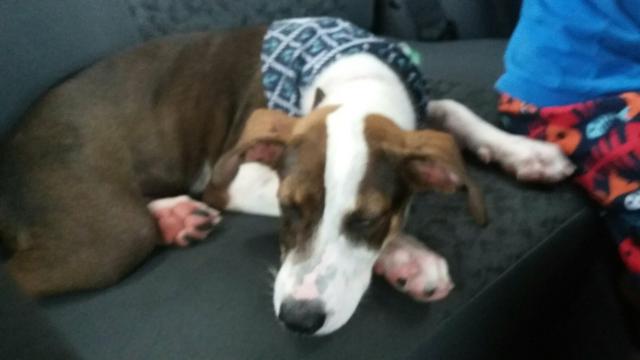 Doação deste lindo cachorro de 3 meses