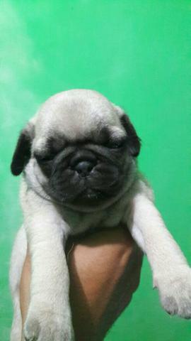 Fofura de pug na cor prata