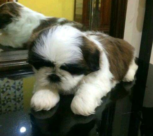 Linda bebê Shih Tzu