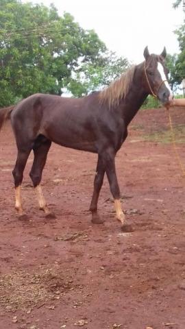 Mangalarga Paulista Registrado
