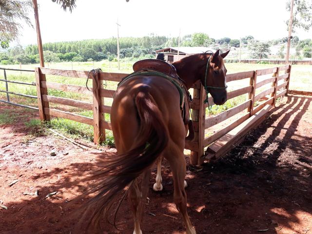 Oportunidade quarto de milha