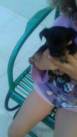 Pinscher