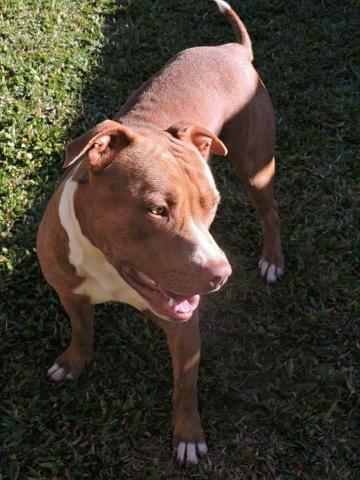 Pittbull rednose disponível para crusa