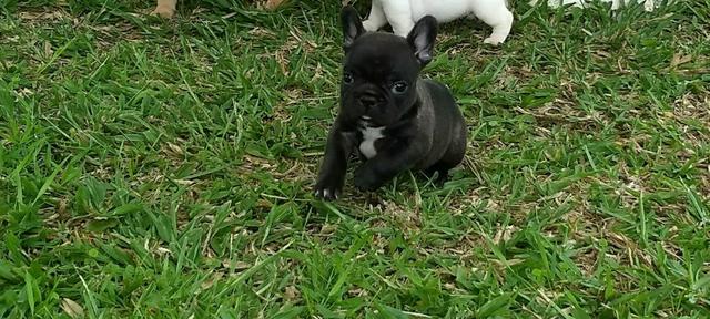 Promoção, último casal de Bulldog francês com pedigree CBKC
