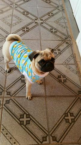 Roupinha para cachorro