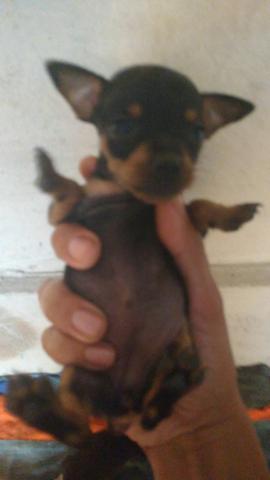 Vendes dois cachorrinho pinscher femia numero 1