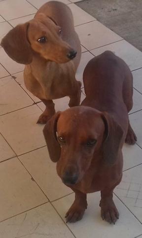 Vendo Basset legítimo !  casal