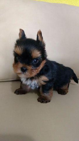 Yorkshire Terrier
