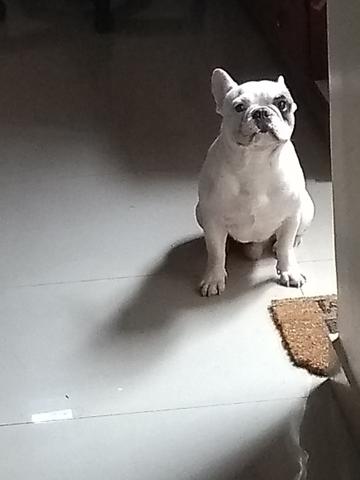 Bulldog francês lindo