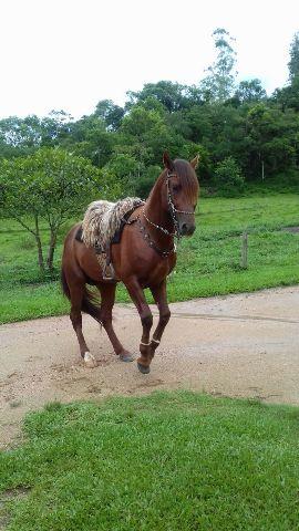 Cavalo Marchador