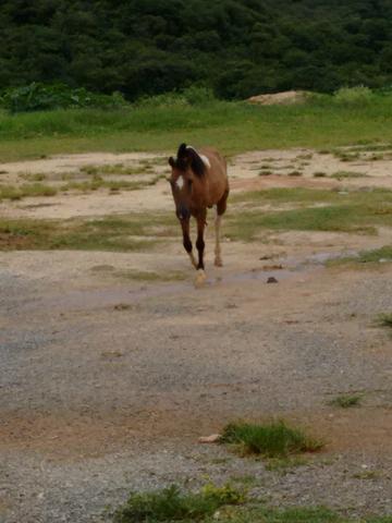 Cavalo pequira