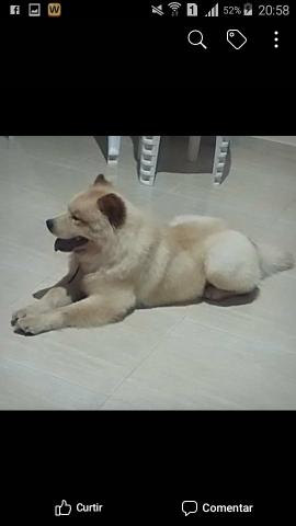 Chow-Chow macho