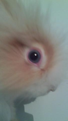 Coelho anão teddy olhos azuis