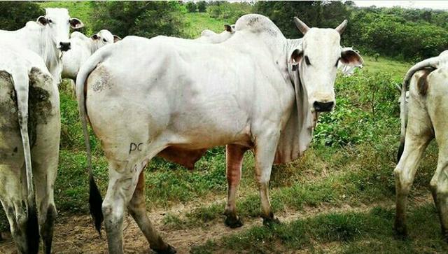 Dois touro a vendo filho de boi e vacas pura. tirando bizerrada top