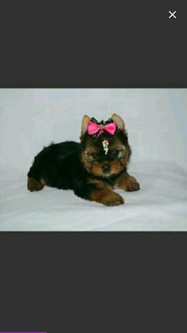 Feminha baby face yorkshire