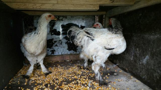 Frangas e frangos com 7 meses