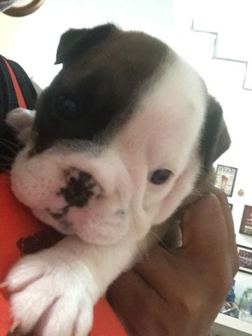 Linda Bulldog ingles