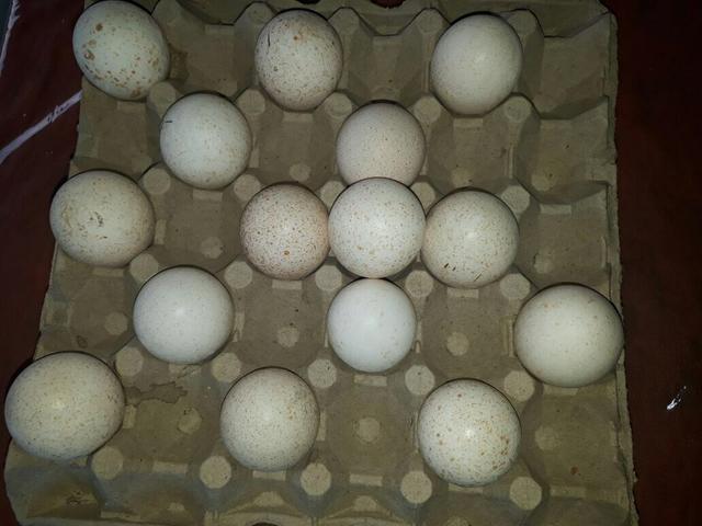 Ovos de perua galado